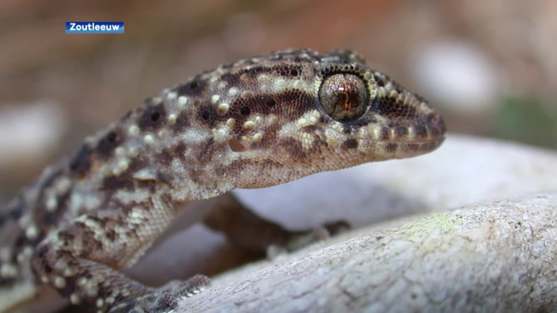 Oudste gekko van Europa gevonden in Dormaal, dier krijgt passende naam: Dollogekko dormaalensis