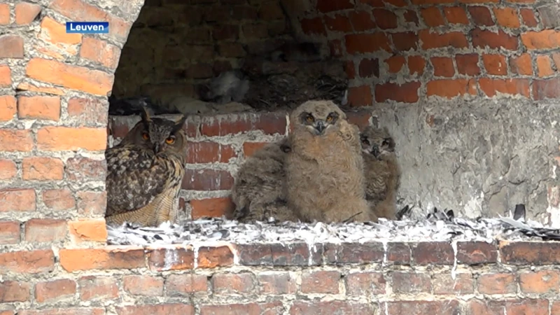 De drie Leuvense oehoekuikens zijn overleden in opvangcentrum in Heusden-Zolder: vogelgriep is boosdoener