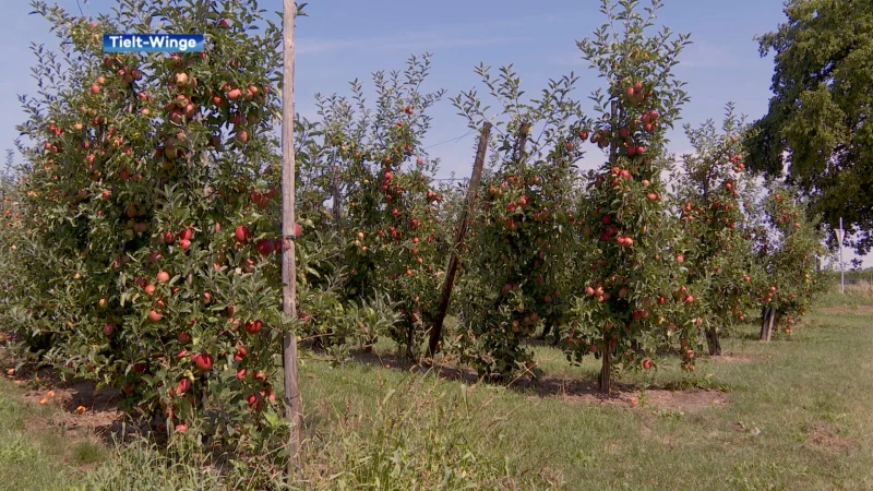 Appels leveren fruittelers niets meer op: "We krijgen onze productieprijs helemaal niet meer terug uitbetaald"