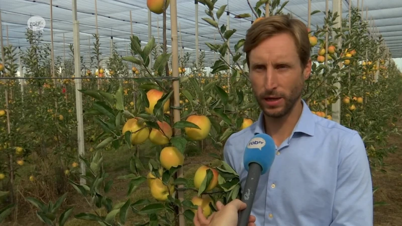 Devos Group uit Bekkevoort plukt eerste Rubis Golds: een goudgele appel met rode blos