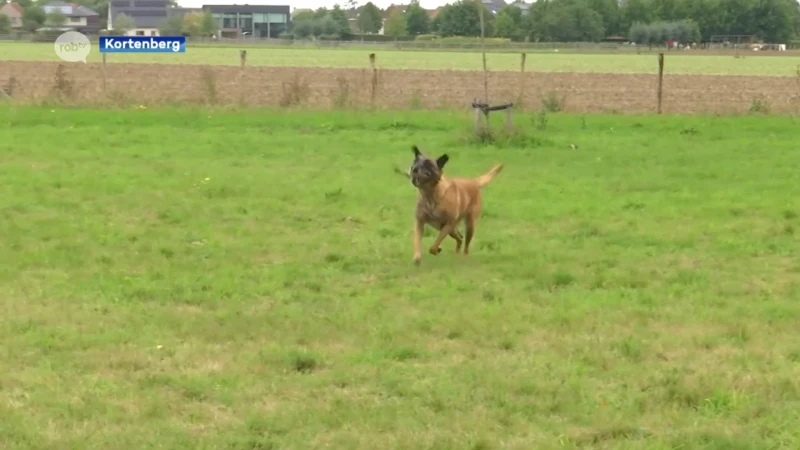 Kortenberg krijgt een tweede hondenlosloopweide in Erps-Kwerps