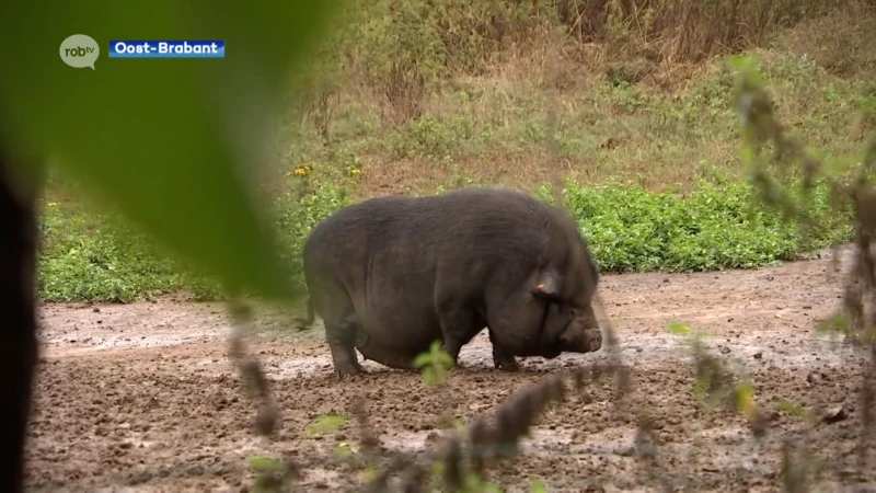 Ben Weyts wil dat elke gemeente een schepen van Dierenwelzijn heeft, alleen Tielt-Winge en Tienen hebben dat niet
