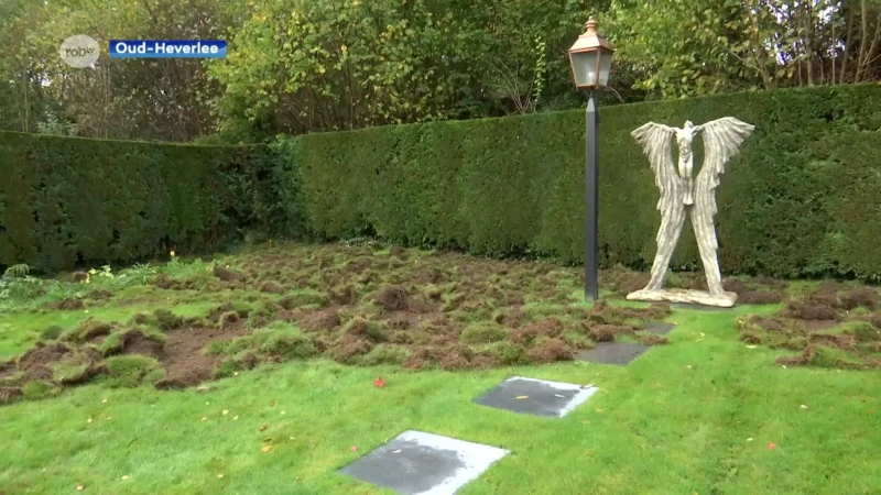 Tuin in Oud-Heverlee vannacht omgewoeld door everzwijnen