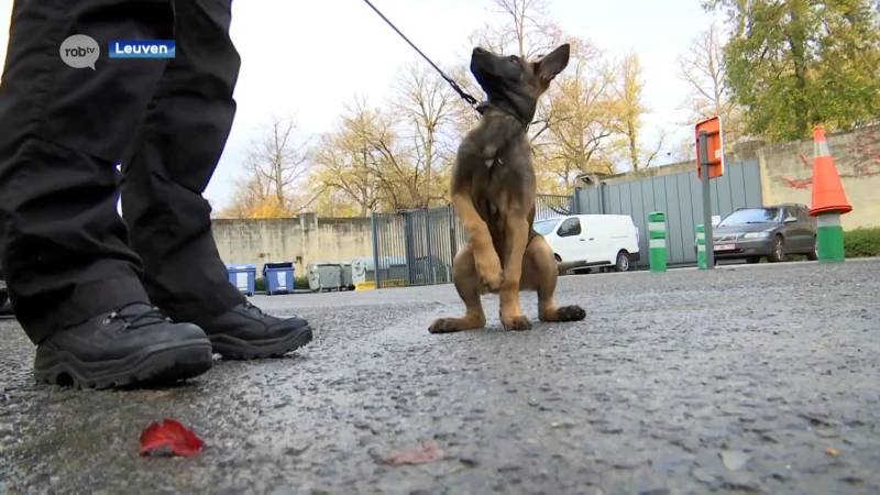 Maak kennis met puppy Zyna, de drugshond in spe van politie Leuven