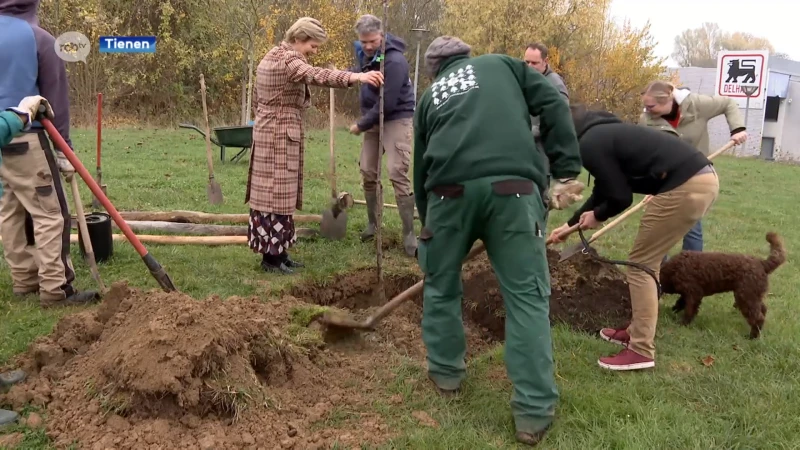 Tienen wil vergroenen en plant meer dan 2500 bomen, struiken en ander plantgoed bij in en rond de stad