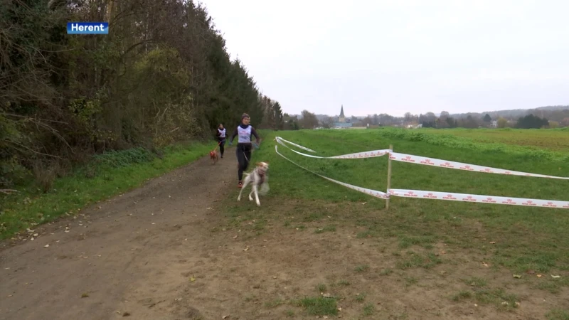 500 baasjes en honden nemen deel aan Canicross in Herent: "Afzien van begin tot einde"