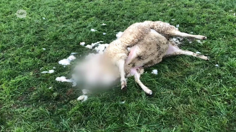 Doodgebeten schaap in Holsbeek: "Wolvenaanval? Uitsluiten kan niet, maar kans is groot dat het om hond gaat"