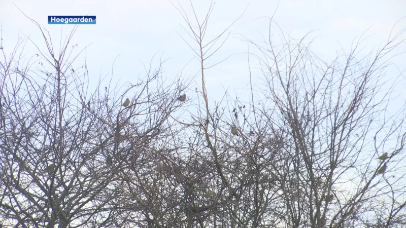 Vrijwilligers hopen met hulp van de provincie Vlaams-Brabant vogelsoort 'Grauwe Gors' te redden