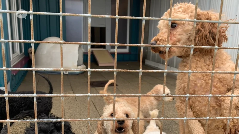 19 honden 'in erg slechte toestand' weggehaald bij broodfokker uit Lubbeek