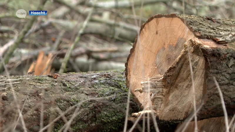 Niet-inheemse en afstervende bomen moeten weg in Haachts Broek: "Over twee jaar weer natuurlijk bos"