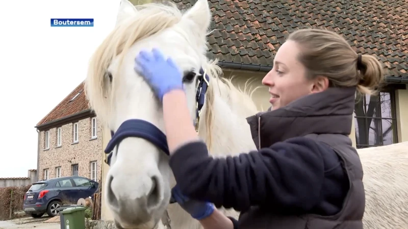 Paardeneigenaars in onze regio namen maatregelen om paarden rustig te houden tijdens oudejaarsnacht: "Al enkele dagen op voorhand kalmerende middelen gegeven"