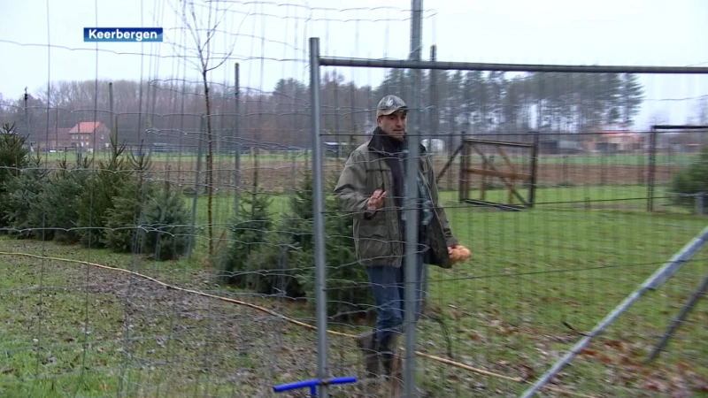 Man uit Keerbergen geeft afgedankte kerstbomen een tweede leven in zijn tuin