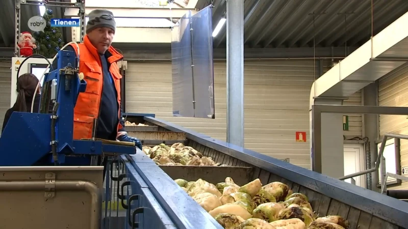 Bietencampagne loopt vertraging op: "Door temperatuurschommelingen is ongeveer 3´% van de bieten rot"