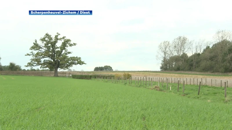 Bekende eik in Scherpenheuvel-Zichem beschadigd door noodweer: "De boom is nog zeker nog niet verloren"