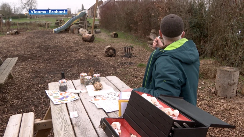 Huismus blijft kampioen in onze tuinen, blijkt uit vogeltelweekend van Natuurpunt