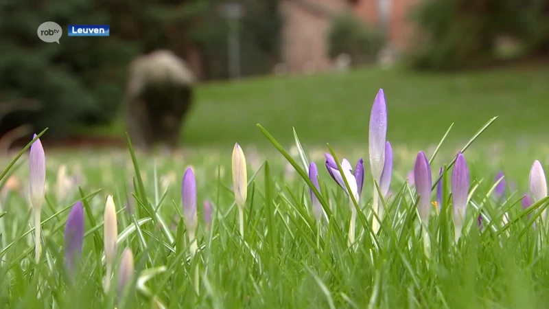 Krokusseizoen: eerste krokussen komen tevoorschijn in de Leuvense Kruidtuin