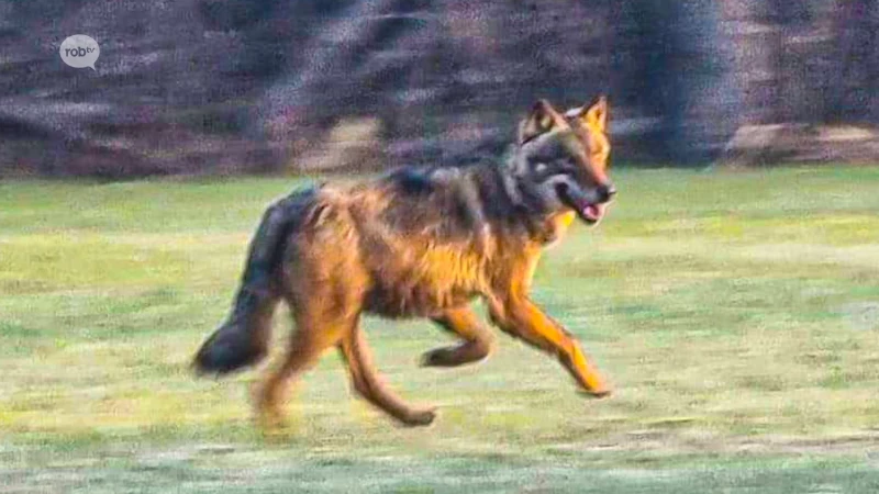 Wolf gespot in buurt van Keerbergen en Haacht: "Hok je veedieren op voor minstens 24 uur"