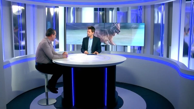 STUDIOGESPREK: "Die angst voor wolven komt uit sprookjes, maar wolven zijn niet gevaarlijk voor de mens."