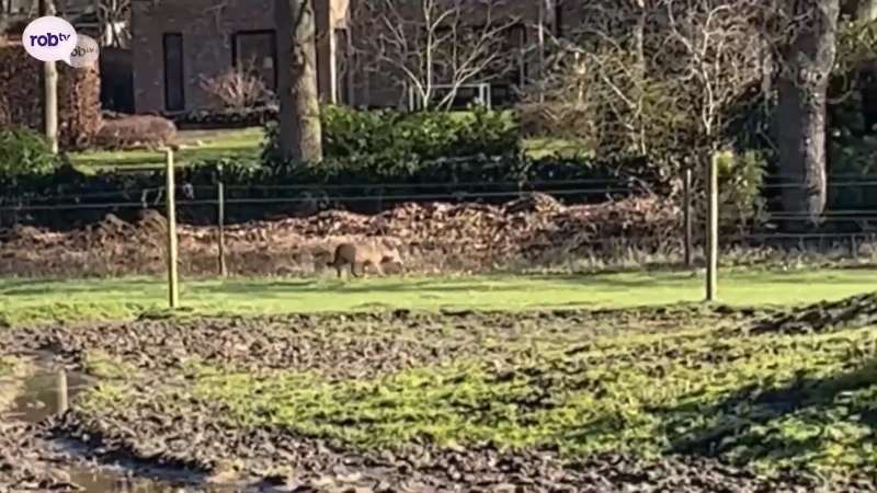 EXCLUSIEF: dit zijn de eerste beelden van de wolf in Keerbergen