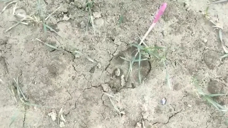 Twee wolven zijn onze regio gepasseerd, derde mogelijk opgemerkt in Bierbeek