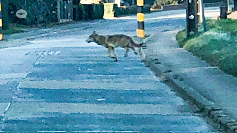 Wolf gespot in Molenbeek-Wersbeek bij Bekkevoort: "Een jonge zwerver, op zoek naar een eigen leefgebied"