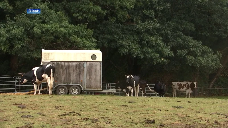 Dierenasiel Forrest & Friends in Diest gaat voorlopig geen dieren meer opnemen