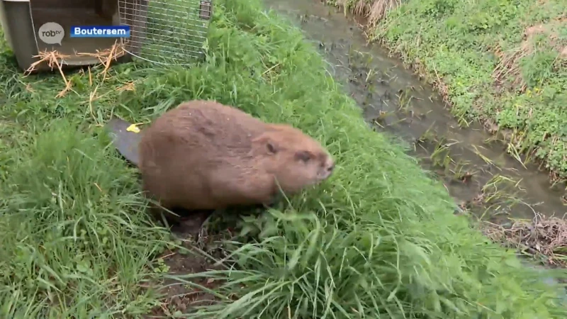 Bever die gevonden werd in Glabbeek wordt uitgezet in Boutersem: "De Velpe is zeer geschikt voor de bever"