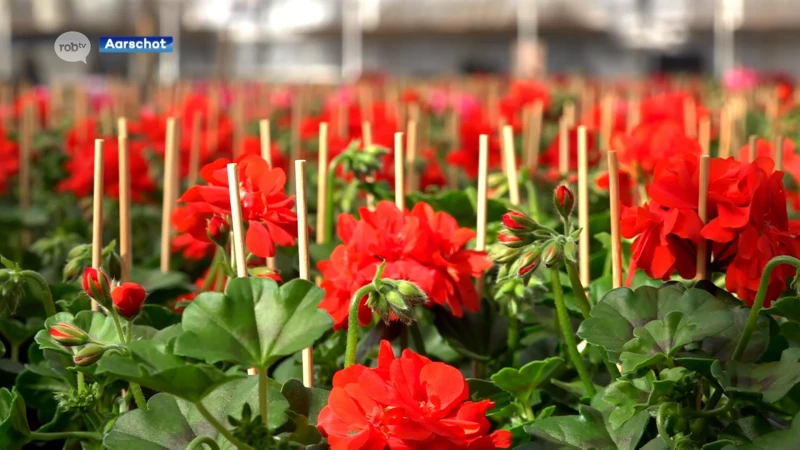 Daar is de zon, daar zijn de tuiniers: "Mensen hebben er lang op moeten wachten, zeker viooltjes en paasbloemen kunnen geplant worden"