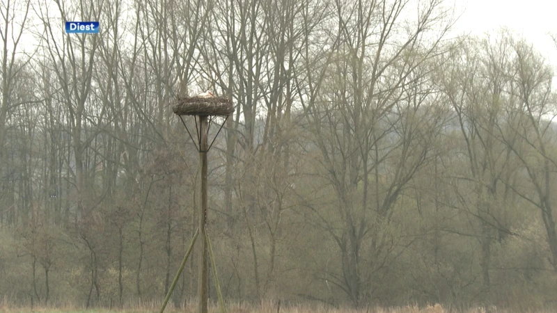 Tweede koppeltje ooievaars landt in Webbekoms Broek: "Niet zeker of ook zij jongen verwekken"