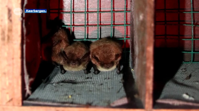 Natuurpunt neemt maatregelen voor vleermuizen in De Broekelei in Keerbergen
