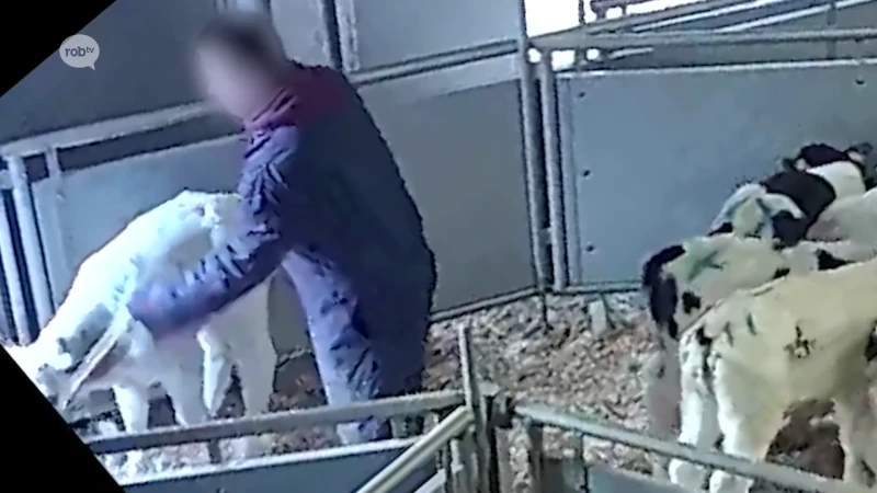 Veedrijf in Tielt-Winge zet werk stop nadat beelden van dierenmishanding gelekt worden