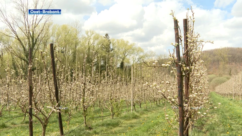 Bloesemmagie in de regio