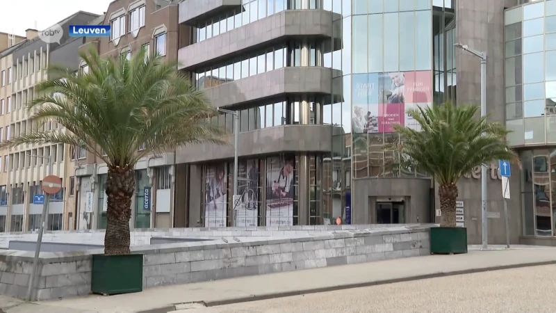 Zomergevoel in Leuven: 32 palmbomen uit Kruidtuin krijgen plaats in de stad