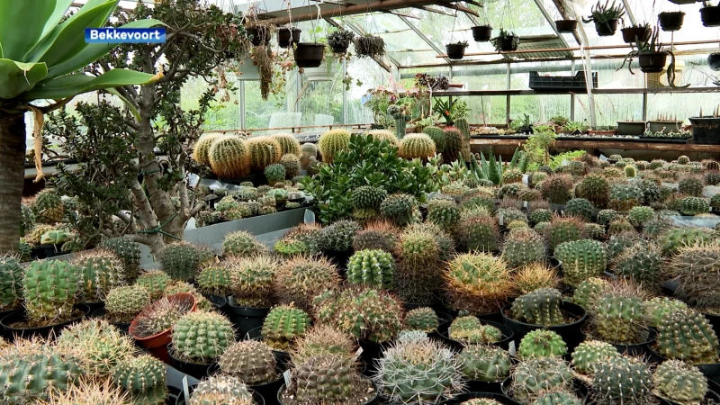 Annie en Theo verkopen hun verzameling van meer dan 1000 cactussen, "met pijn in het hart"