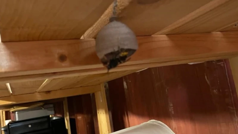 Chiro Neerlinter vindt nest van Aziatische hoornaar in container: "Luid, brommend geluid"