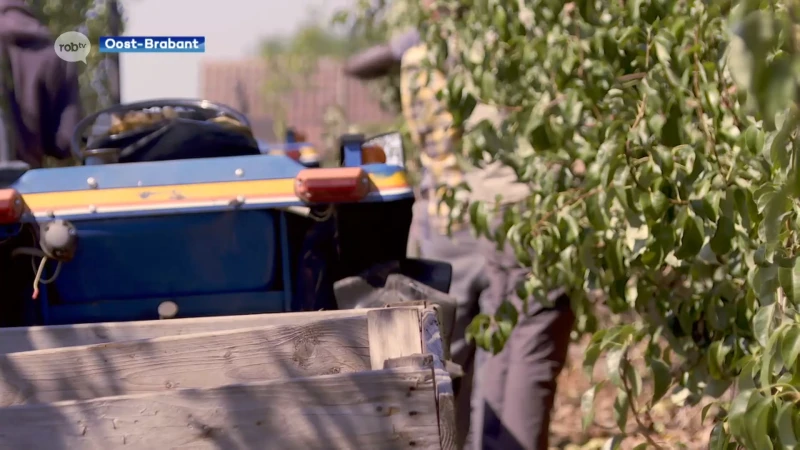 Vlaamse Overheid erkent droogte van vorig jaar als ramp: landbouwers kunnen extra schadevergoeding aanvragen