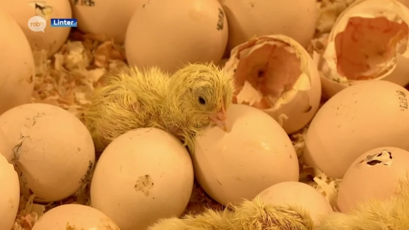 "Eierenrobot" die door kippenkweker in Linter gebruikt wordt opgenomen in dierenwelzijnslabel, Weyts: "Ook economisch rendabel"
