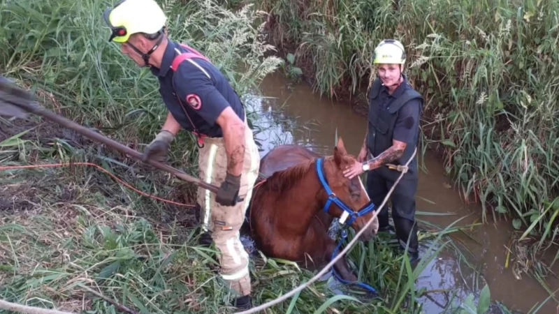 Paard belandt in beek in Scherpenheuvel-Zichem, hulpverleners konden dier redden