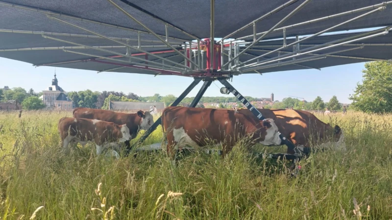 Koeparasol aan Abdij van Park in Leuven zorgt voor verfrissing: "Koeien kunnen niet goed tegen de zon"
