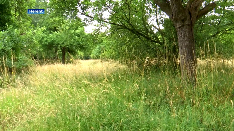 Gemeente Herent wil Ijzerenberg kopen om er park van te maken