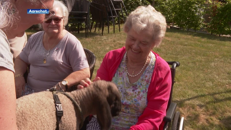 Alpaca's, koeien, ezels en lam op bezoek in rusthuis Sint-Jozef