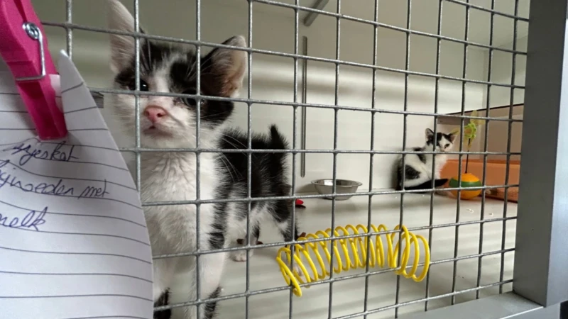 Opvallend veel kittens binnengebracht in dierenasielen: meer gedumpt, of meer in het wild geboren?