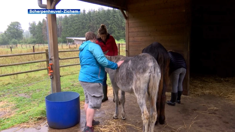 Ezelboerderij De Hoef ontvangt steeds jongere gasten voor therapeutische begeleiding: "Steeds meer jonge mensen willen hier even op adem komen"