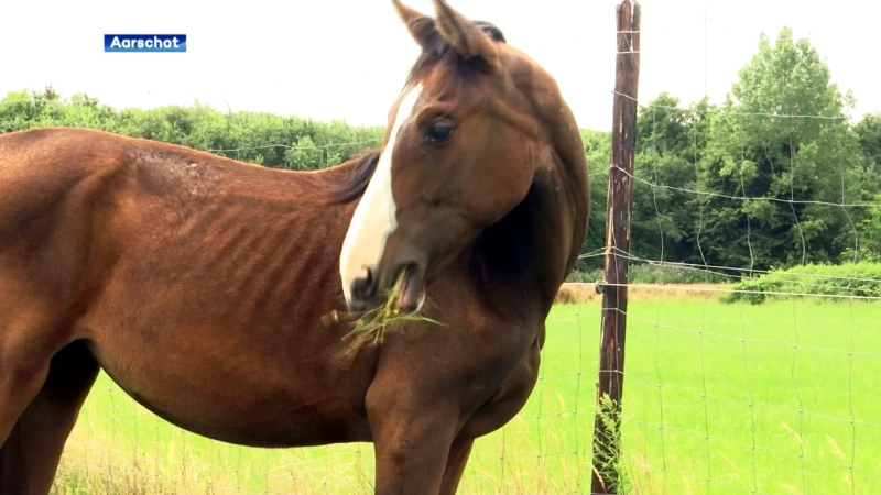 4 uitgemergelde paarden weggehaald bij trainingsstal in Aarschot: "Lange tijd geen of veel te weinig voedsel gekregen"