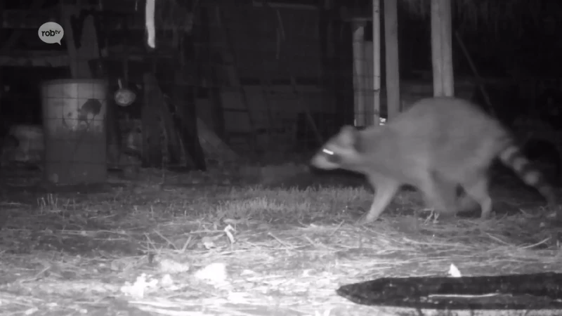 Bijzondere beelden: kijker uit Testelt filmt wasbeer in haar tuin