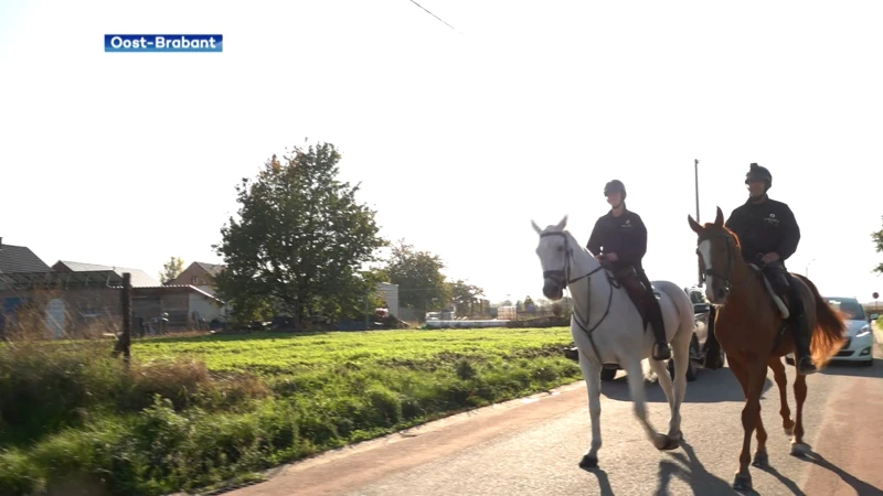 Politie te paard patrouilleert dit najaar opnieuw in politiezone Hageland: "Vandalisme, sluikstorten, overlast en vooravondinbraken voorkomen"