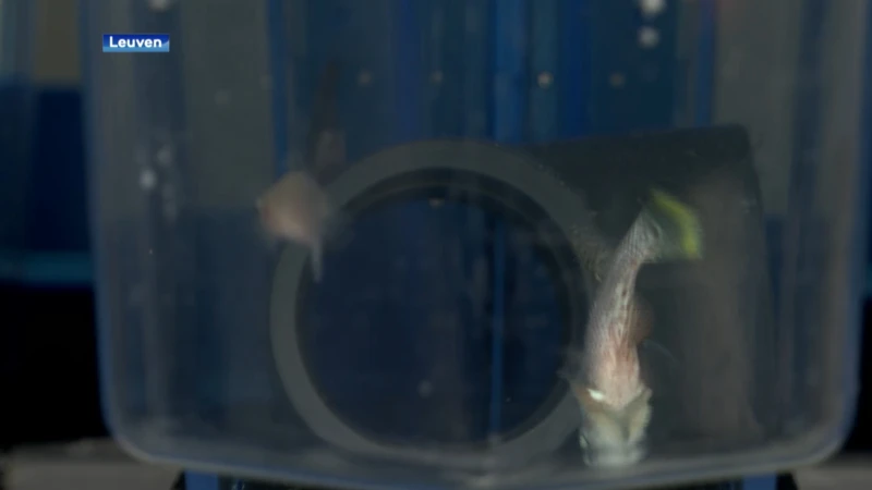 Vissen zorgen voor mogelijke doorbraak in behandeling tegen dementie: "30% van de verouderde hersencellen verdwenen"