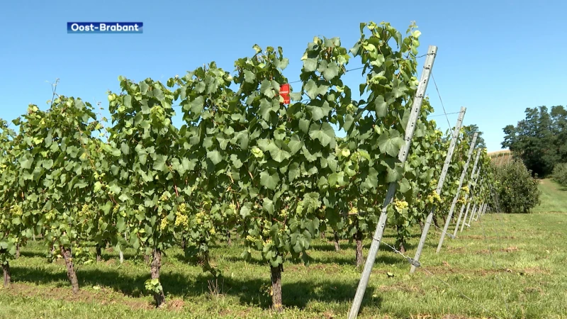 Hagelandse wijndomeinen zetten deuren open tijdens Sprankelijk Hageland: "Onze druiven worden bekender, ook in het buitenland"