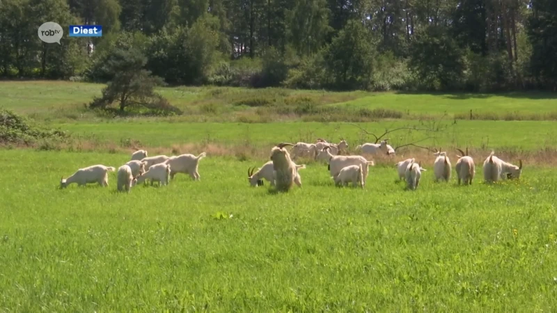 Oude varkensboerderij in Diest wordt natuurgebied: meer diversiteit, meer grondwater en groter natuurgebied