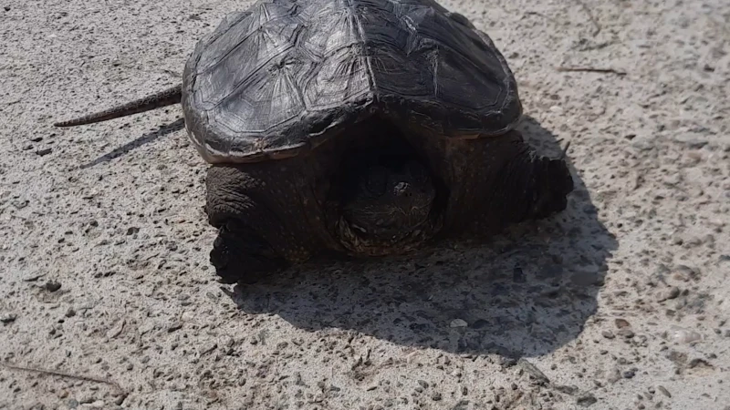 Buurtbewoners vinden gevaarlijke alligatorschildpad in Opvelp: "Ze kan makkelijk een vinger afbijten"